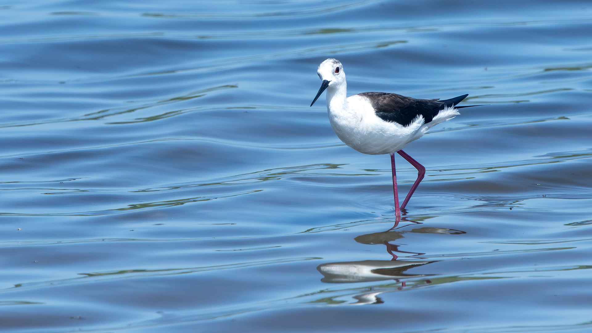 Black-winged Stilt